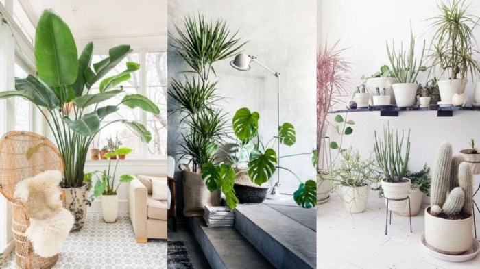 How to decorate living room with indoor plants