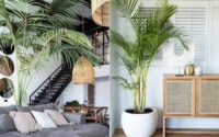 How to decorate living room with indoor plants