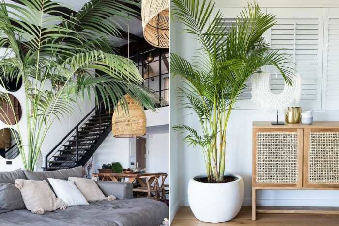 How to decorate living room with indoor plants